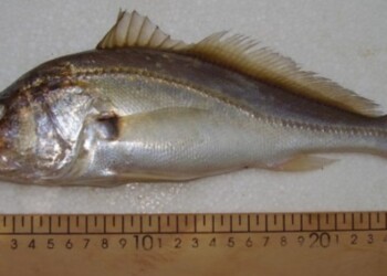 Peces del río Paraná: Plagioscion ternetzi