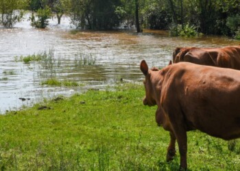 Destacan que El Niño “pasaría a ser moderado en los próximos meses”