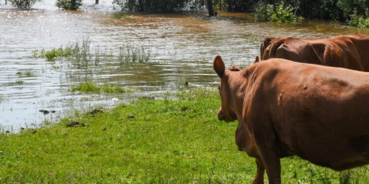 A LA ESPERA. Los especialistas analizan los escenarios posibles, mientras estamos lejos de los picos en los caudales.