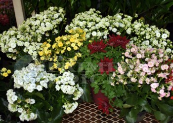 Proponen un marco regulatorio de la “floricultura misionera”