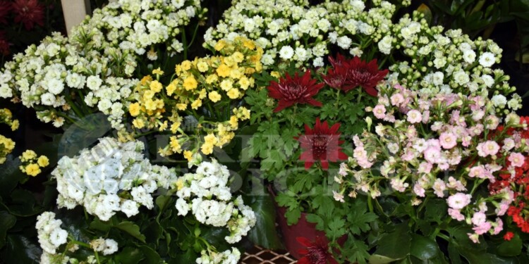 FUNDAMENTOS. El proyecto marca que la floricultura implica la creación de empleos directos e indirectos en la producción, distribución y venta de estos productos, y contribuye al flujo de dinero en la comunidad.