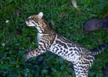 Otro ocelote murió atropellado en el Parque Nacional Iguazú
