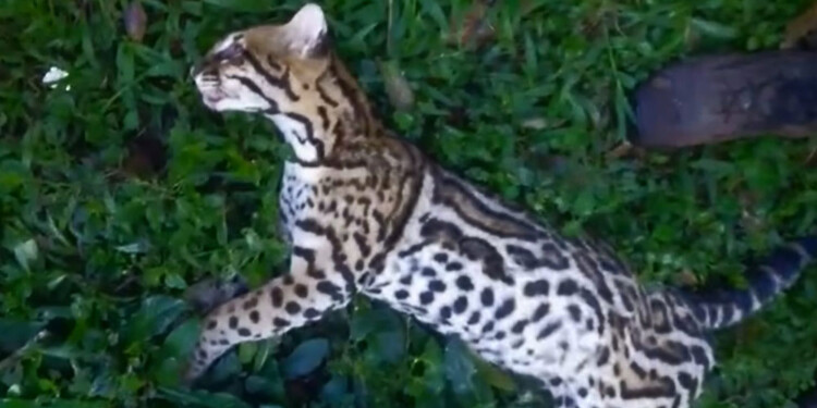 TRISTEZA. El ejemplar de ocelote yacía tirado a un costado de la ruta.