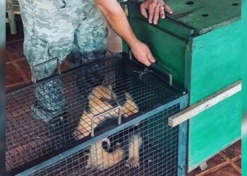 Rescataron a un oso melero en la Chacra 242 de Posadas