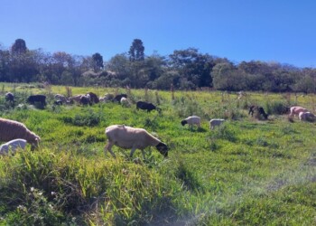 Provincias del NEA trabajan para potenciar la producción ovino-caprina