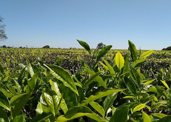 La zafra de té arranca en 20 días y hay preocupación por el precio