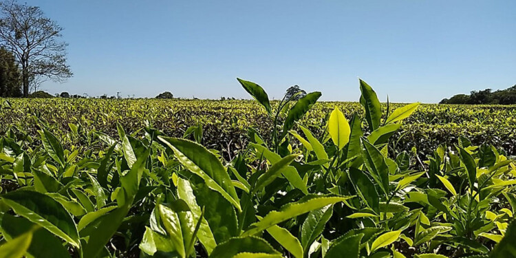 BUEN BROTE. El buen estado del tiempo acompaña con lluvia y sol.