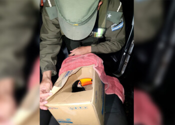 Llevaban oculto a un tucán para venderlo en el mercado ilegal