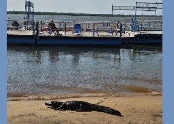 En plena playa de la capital correntina apareció un yacaré y se puso a tomar sol