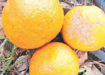 Ecosanación: adoptarse, adaptarse, apepú