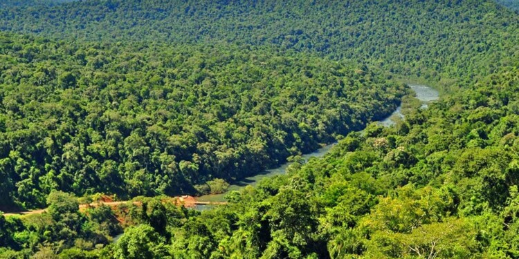 CO2. La superficie forestal destinada a créditos de carbono en Misiones multiplica 20 veces la superficie de CABA.