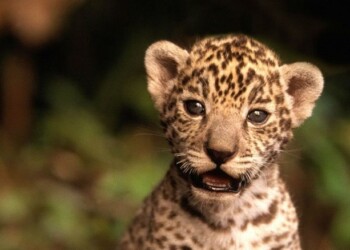 Captaron un nuevo cachorro de yaguareté en los Esteros del Iberá