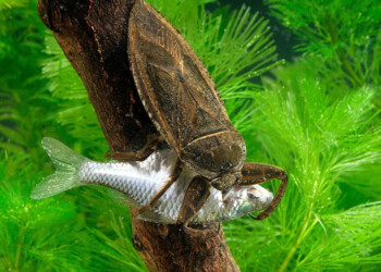 “Están en todos los patios y en todas las casas”