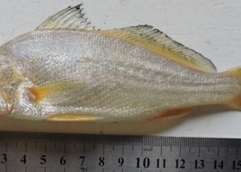 Peces del río Paraná: Pachyurus bonariensis