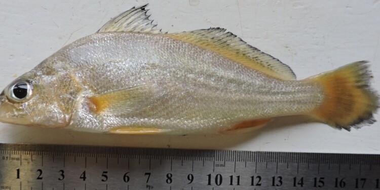 Corvina de río/ foto gentileza Danilo R. Aichino