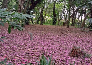 Tu amor, ¿hasta dónde llega?