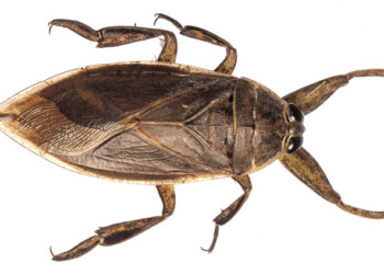 Chinches de agua: “No representan un peligro para los humanos en tanto no las toquemos”