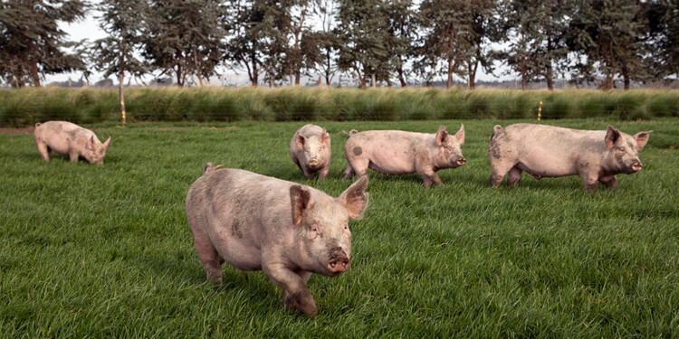 TRIQUINOSIS. Fiebre, dolores musculares, diarrea, vómitos, hinchazón de párpados y picazón; los principales síntomas.