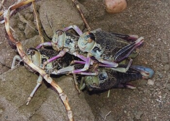 Investigación: Analizan el uso de insectos como alimento balanceado de peces