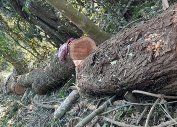 Dos detenidos por acopio ilegal de madera nativa en El Soberbio