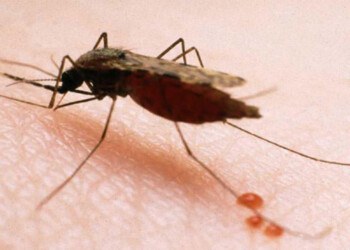Universitaria brasileña que estudia en Paraguay fue diagnosticada con malaria