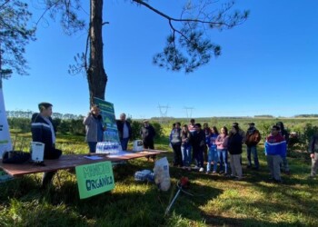 Yerba Mate: La producción orgánica avanza como alternativa en las chacras