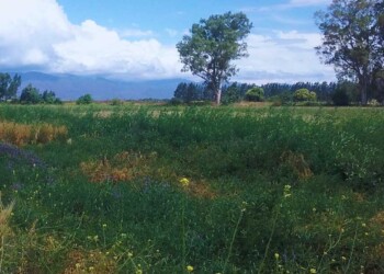 Afirman que pasturas mejoran la diversidad bacteriana del suelo
