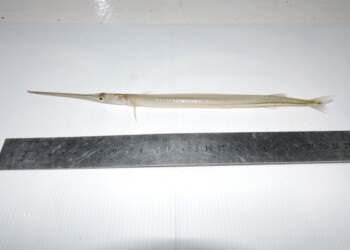 Peces del río Paraná: Pseudotylosurus angusticeps