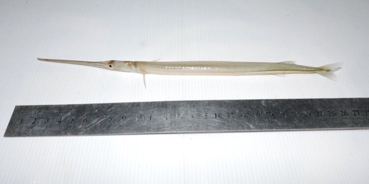 Pez aguja / foto Danilo R. Aichino