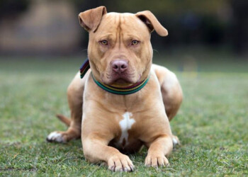 Investigarán por “lesión por omisión de cuidado” al dueño de un pitbull