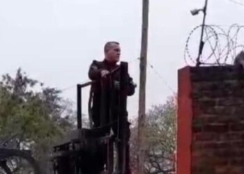 Rescataron a un erizo y lo devolvieron a su hábitat natural