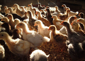 Restricciones para comercializar pollitos sigue paralizando al sector avícola local