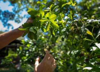 La superficie certificada orgánica en Misiones creció 15% desde 2019