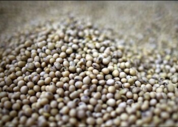 Advierten sobre el posible cierre de plantas aceiteras por la menor molienda en 15 años