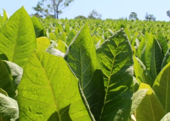 Ya tiene fecha el pago de la segunda vuelta del retorno a productores tabacaleros