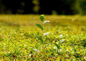 “Que los tealeros se queden tranquilos que no seremos inflexibles”