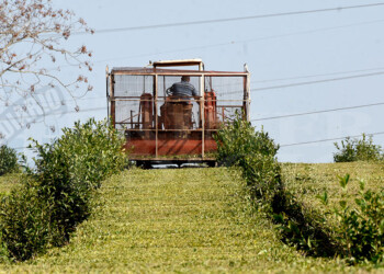 En una semana arranca la zafra de té y hay preocupación en el agro por el combustible