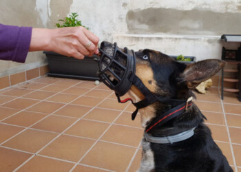 Cómo acostumbrar a tu perro a usar bozal