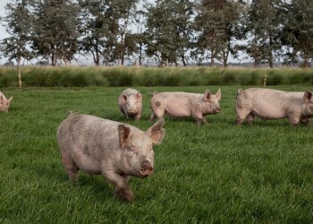 Producción: medidas y recomendaciones para la prevención de la triquinosis