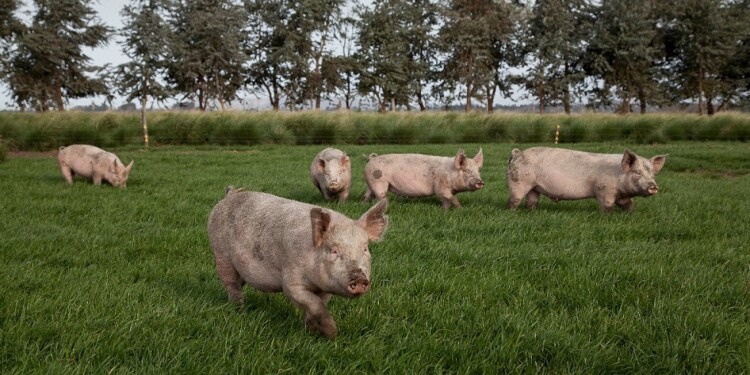 TRIQUINOSIS. Fiebre, dolores musculares, diarrea, vómitos, hinchazón de párpados y picazón; los principales síntomas.
