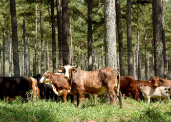 La ganadería misionera gana terreno a través de los sistemas silvopastoriles