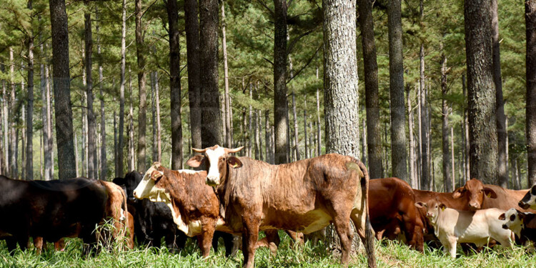 NUEVA GENÉTICA. En Misiones predomina la producción de razas sintéticas como la Braford y la Brangus.