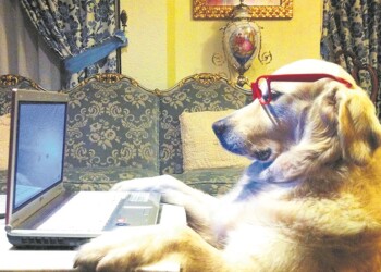 ¿Educación canina o adiestramiento canino?