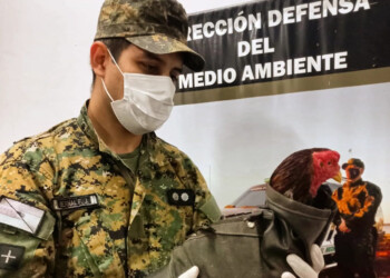 Operativo policial desmanteló red de robo de motos y riñas de gallos