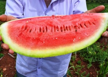 La sandía de la ruta 7 se posiciona en el mercado con identidad misionera