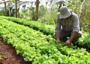 Cuidados y recomendaciones para cultivos bajo cubierta en el verano