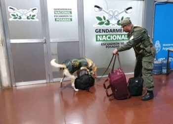 El can antinarcóticos “Gringo” detectó más de 20 kilos de marihuana en la terminal de Posadas