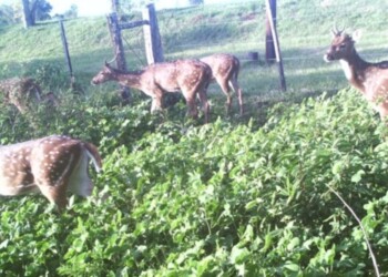 En un solo campo de Apóstoles se detectaron unos 600 ciervos axis