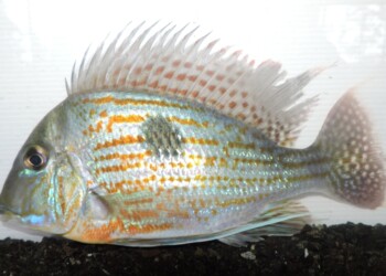 Peces del río Paraná: Geophagus sveni