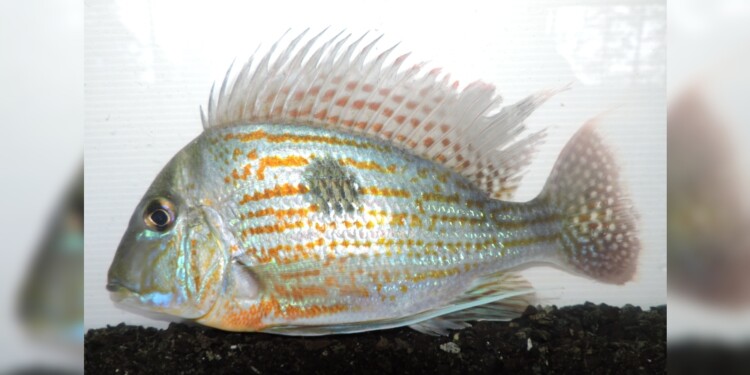 Pez Geophagus sveni/ Foto: Lic. Danilo R. Aichino